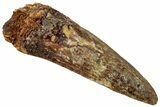 Fossil Spinosaurus Tooth - Real Dinosaur Tooth #319005-1